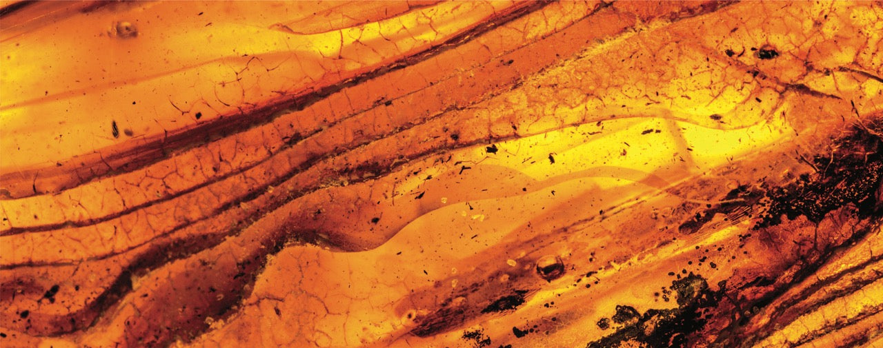 ambre tortoise ongles manucure automne 2024